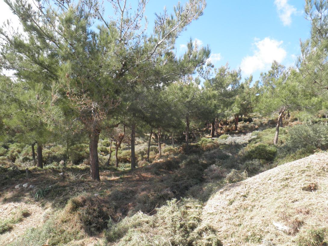 δασος αφρατων