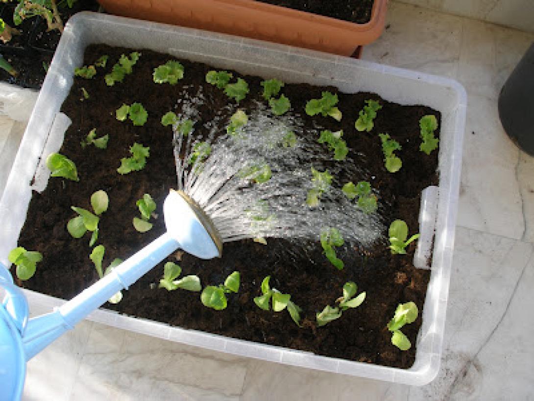 Νέα εφαρμογή μας υπενθυμίζει να ποτίζουμε μέσω κινητού ! 