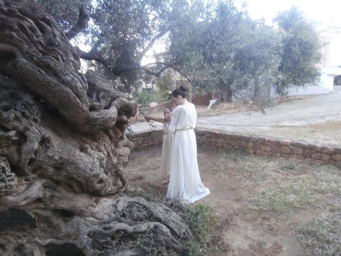 Ελιά των Βουβών