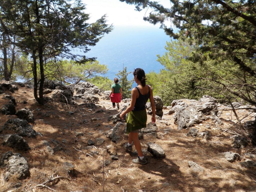 δάσος κούστα