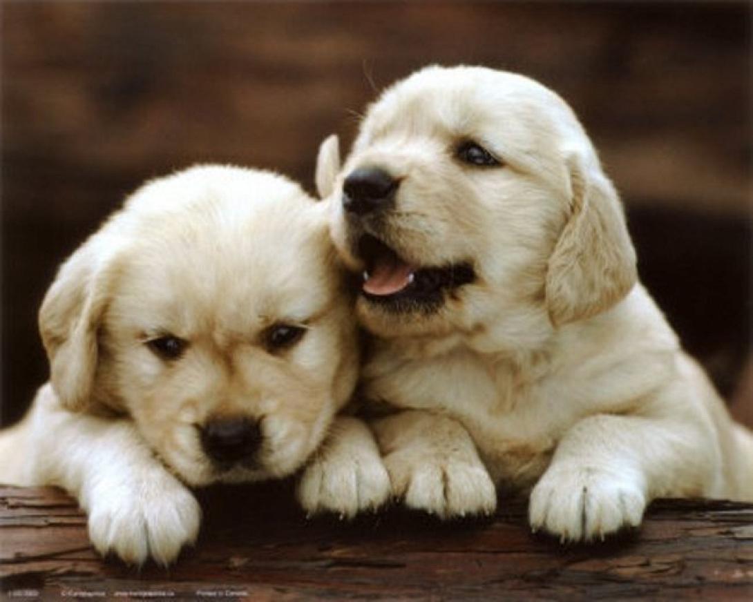 Εκδήλωση για την παγκοσμια ημέρα ζώων στο Ηράκλειο