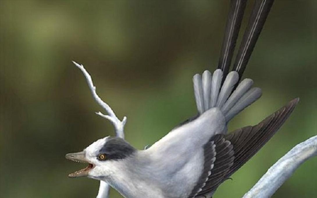 Κίνα: Ανακαλύφθηκε πανάρχαιο πτηνό με τεράστια ουρά προσέλκυσης συντρόφου