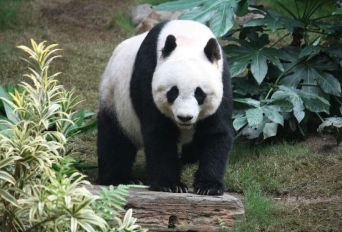 panda-620x420.jpg