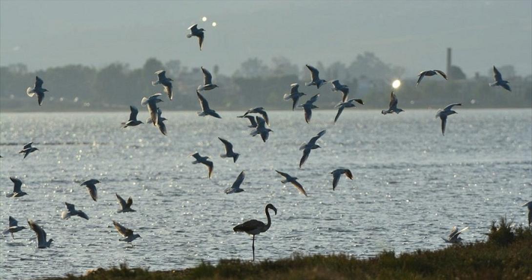 Αργολίδα - Πανευρωπαϊκή Γιορτή των Πουλιών