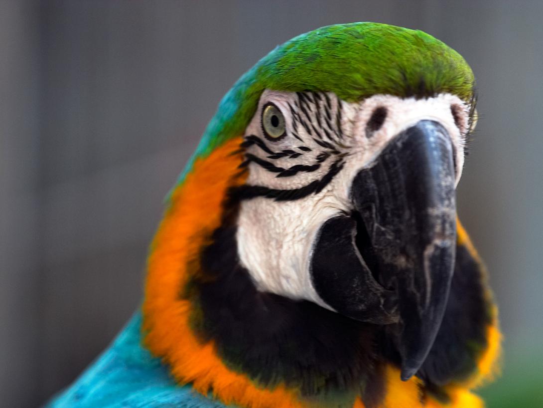 Παπαγάλος ... συνέλαβε τον δολοφόνο της ιδιοκτήτριας του