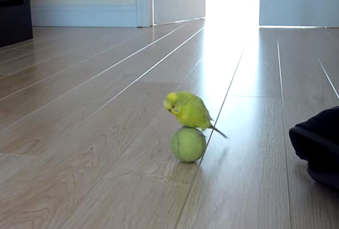 Ένας παιχνιδιάρης παπαγάλος (βίντεο)