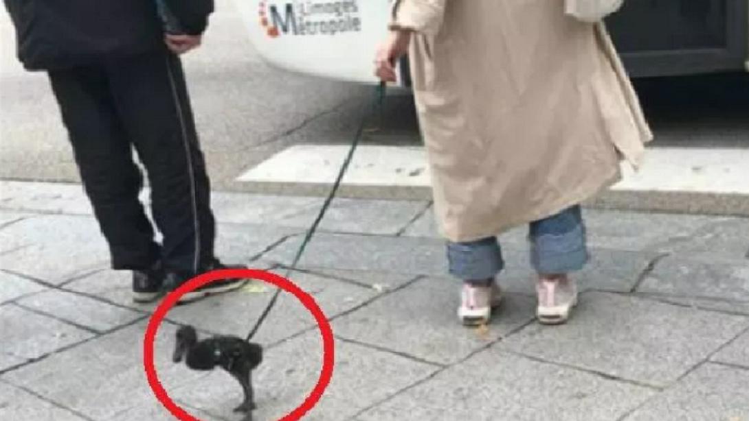 έβγαλε την πάπια της βόλτα