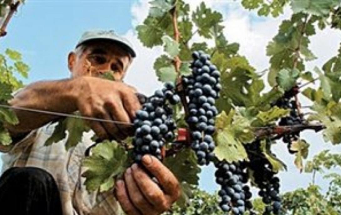 Παράταση δηλώσεων συγκομιδής για τους παραγωγούς οινοσταφύλων