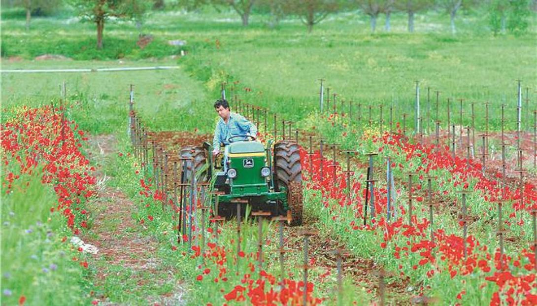 Δηλώσεις για αποζημιώσεις στους παραγωγούς κηπευτικών Ιεράπετρας