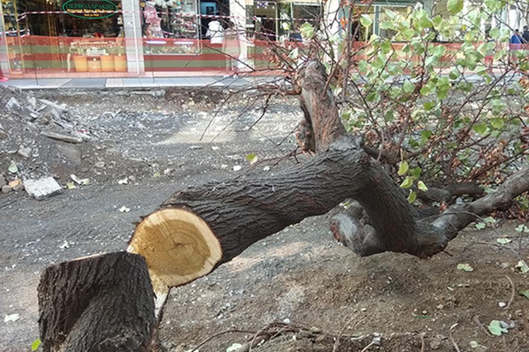 δέντρο ίδης