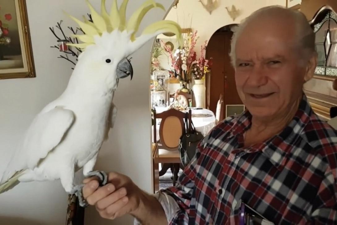 παπαγάλος κοκατού