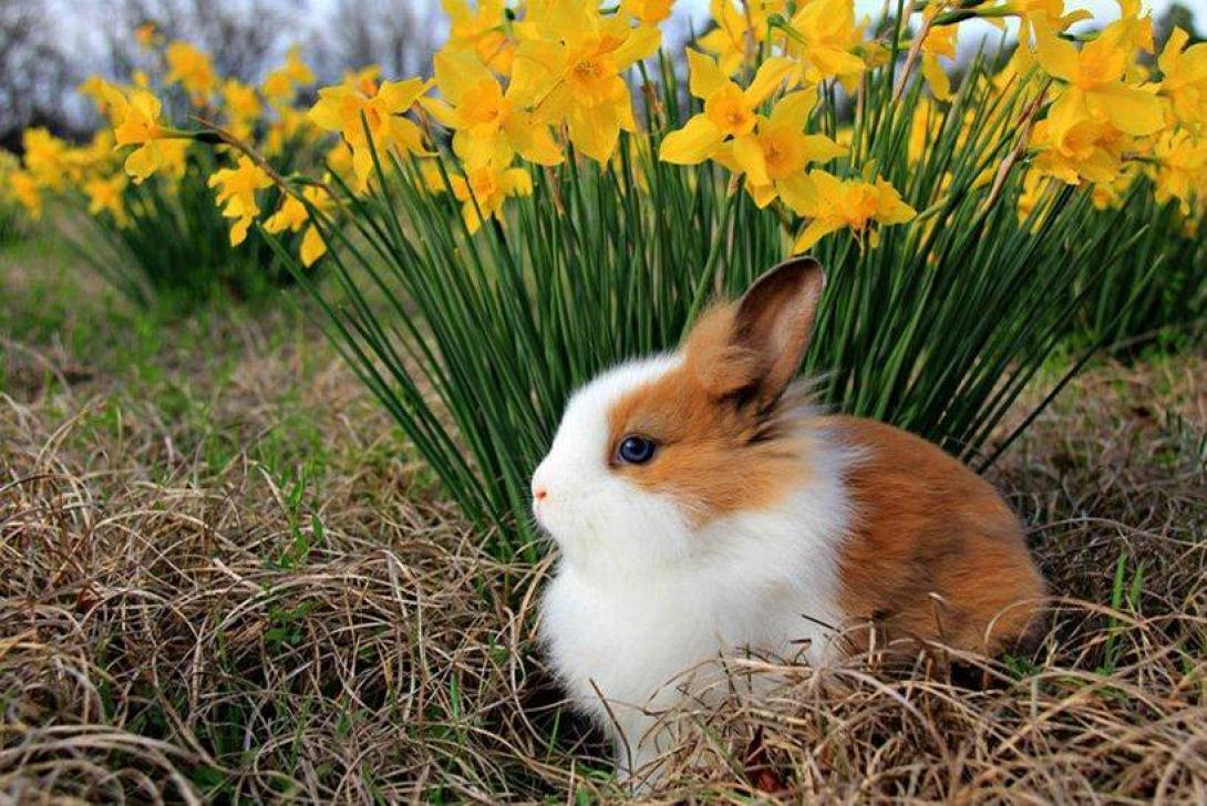 Ένα δέντρο με πασχαλινά αυγά για το Παιδικό Χωριό SOS της Κρήτης