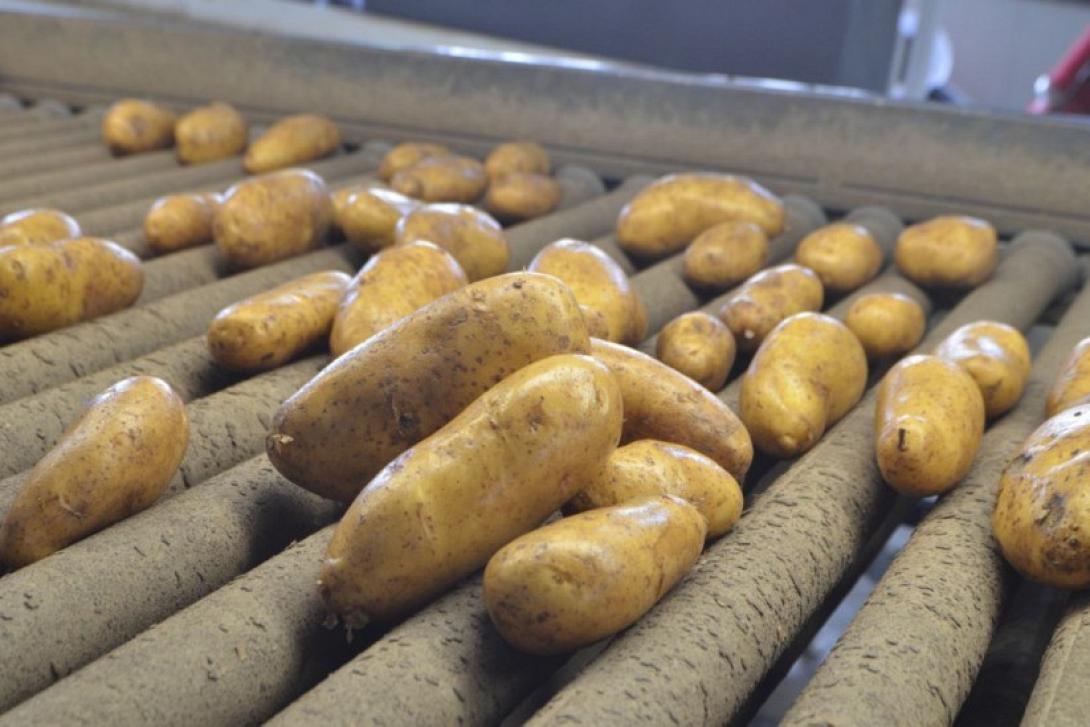 πατάτα νάξου