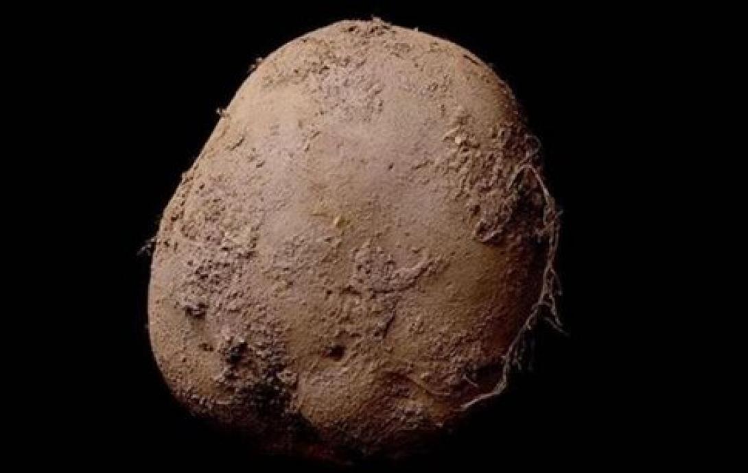 πατατα (όχι για χρήση)