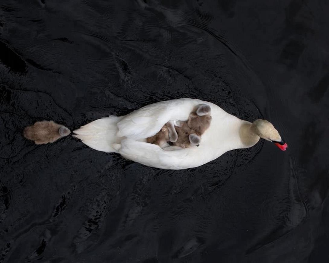 πατερας κυκνος