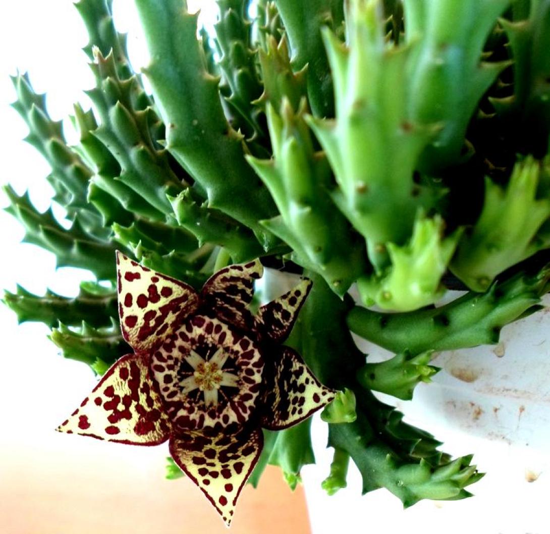 Συμβουλές για όμορφα Παχύφυτα 