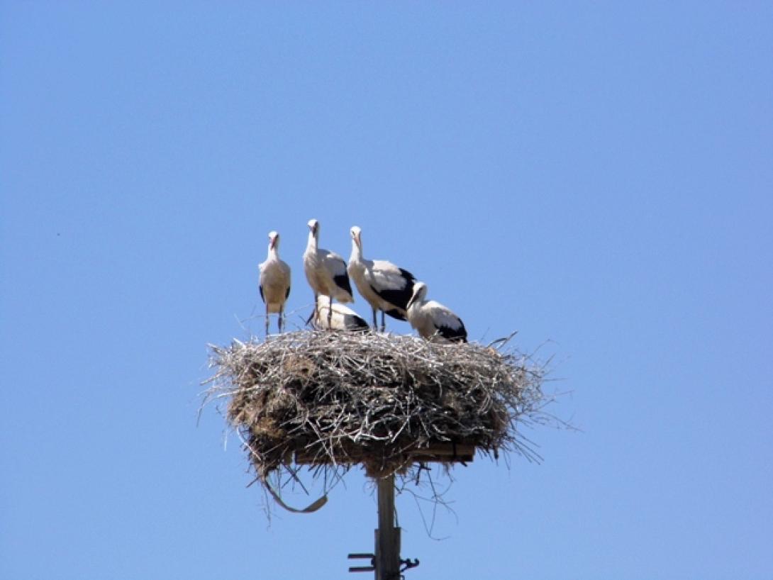 "Πέρασαν" δαχτυλίδια σε πελαργάκια στο Δέλτα του Νέστου