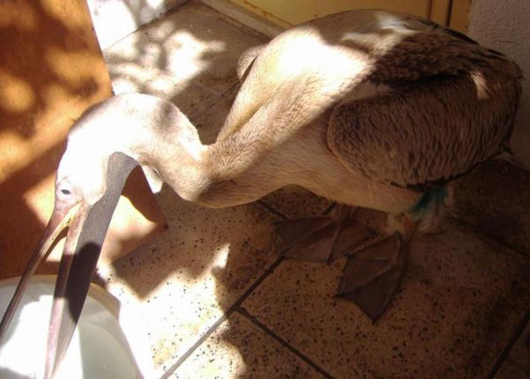 Ηράκλειο: Ούτε ο πελεκάνος γλίτωσε από τα σκάγια!