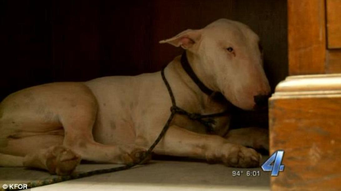 Το συγκλονιστικό πένθος ενός σκύλου για το αφεντικό του