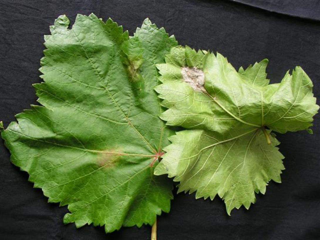  Ξεκίνουν οι διαδικασίες για την αποζημίωση από τον περονόσπορο του 2011