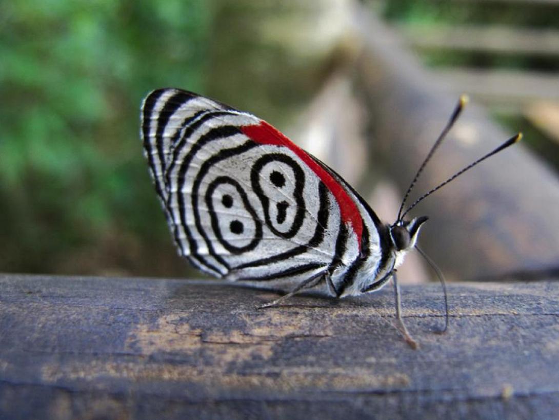 πεταλούδα 88
