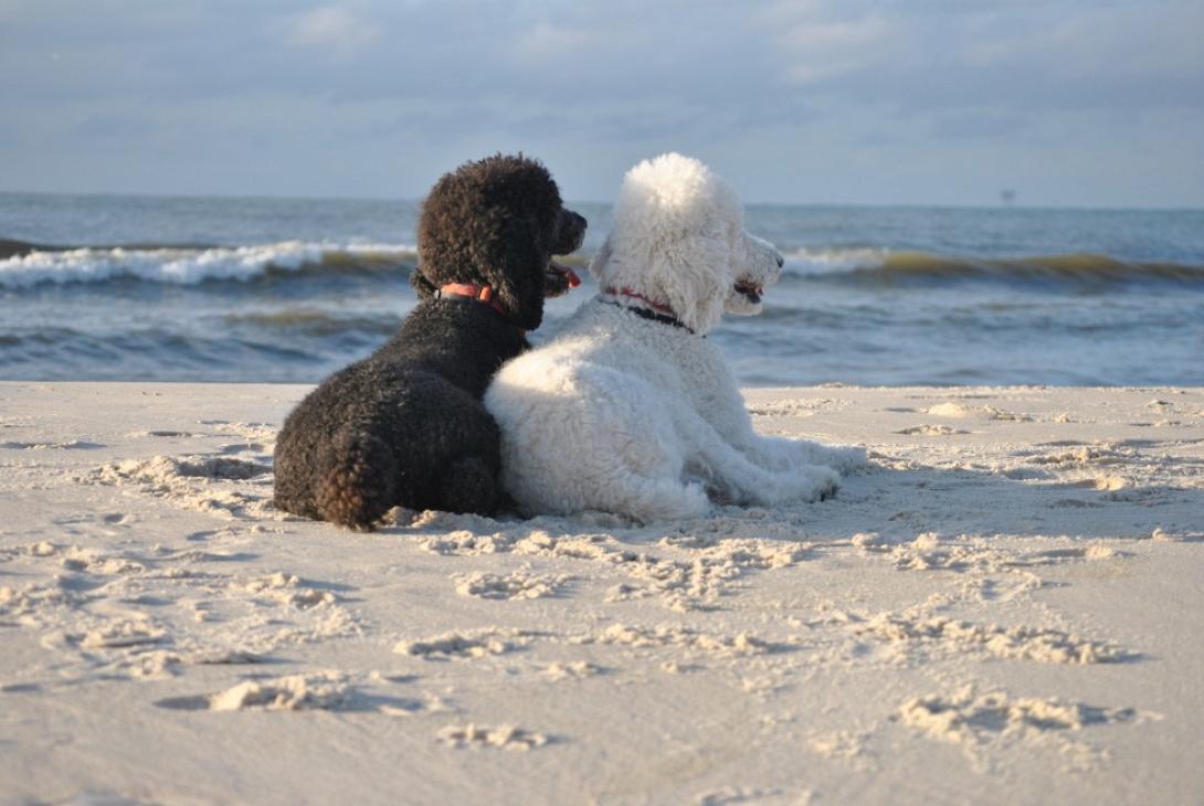 Καλοκαιρινοί κίνδυνοι για τα τετράποδά σας