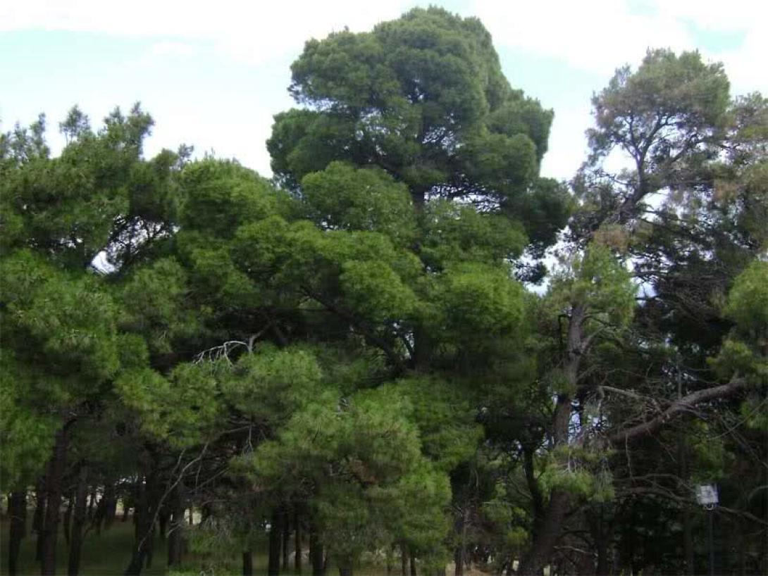 Χανιά: Προσπαθούν να σώσουν τα πεύκα από την κάμπια