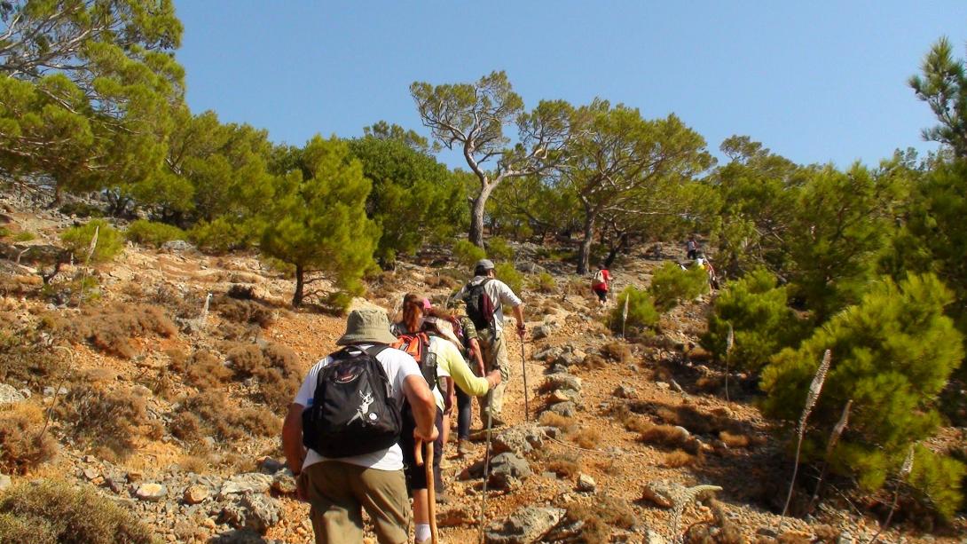 πευκοδασος