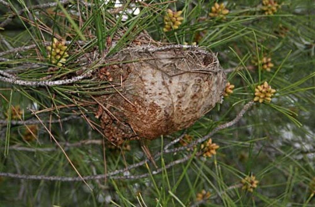 πεύκα κάμπια