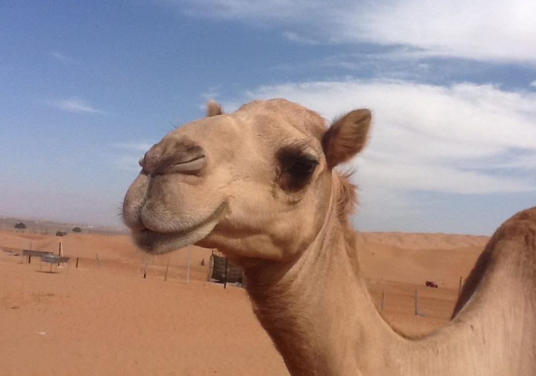 Έπεσε από την καμήλα της και έκανε μήνυση... στο TripAdvisor!.jpg