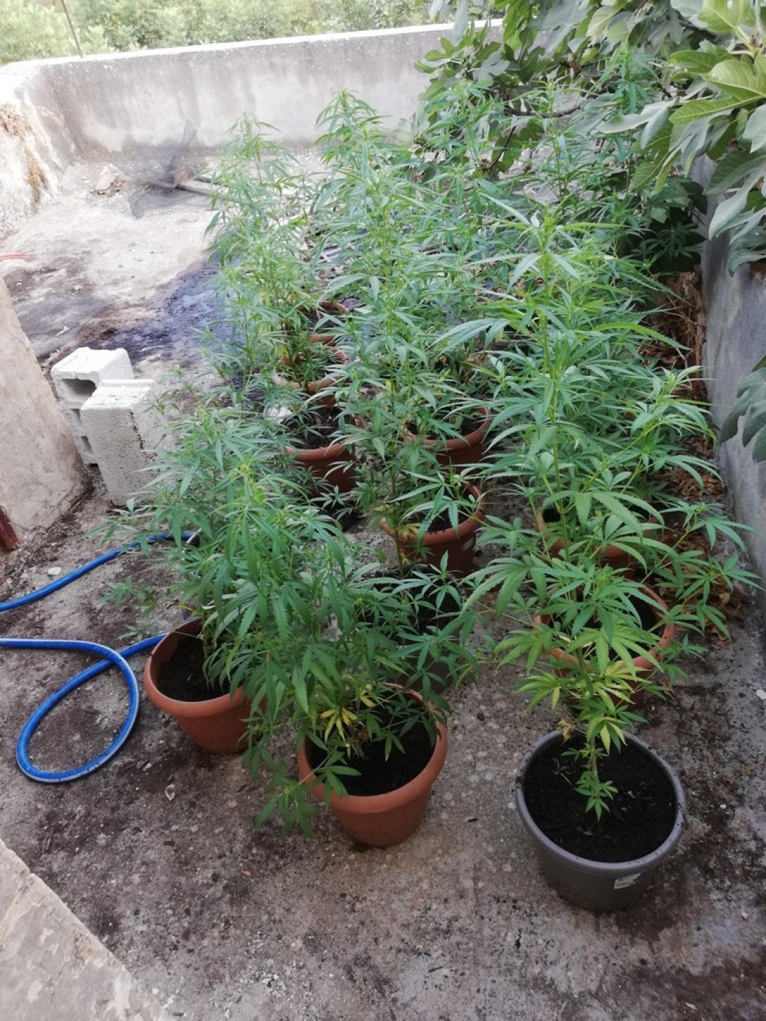 χασισοφυτεια