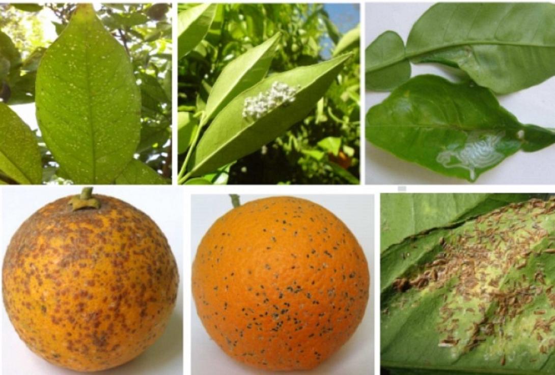 εσπεριδοειδη