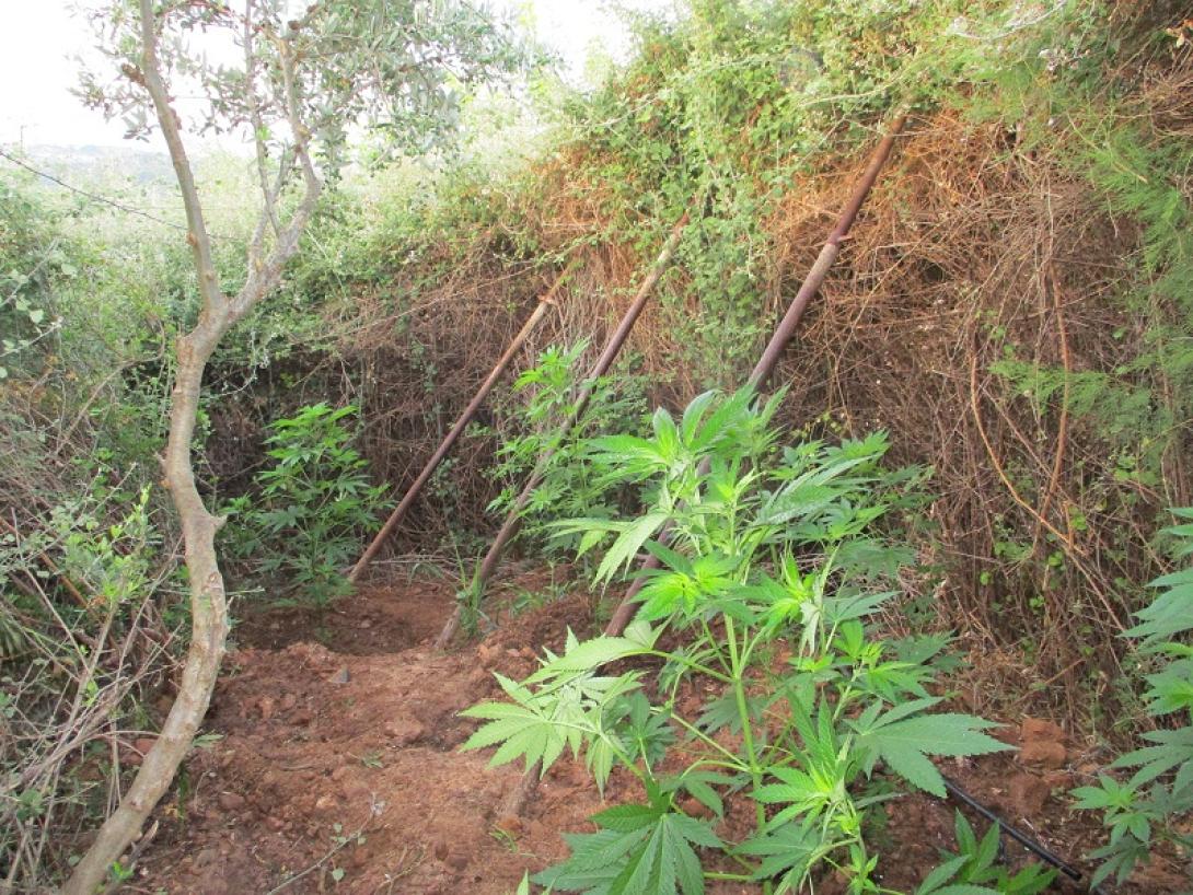 μίνι χασισοφυτεία Μυλοπόταμος