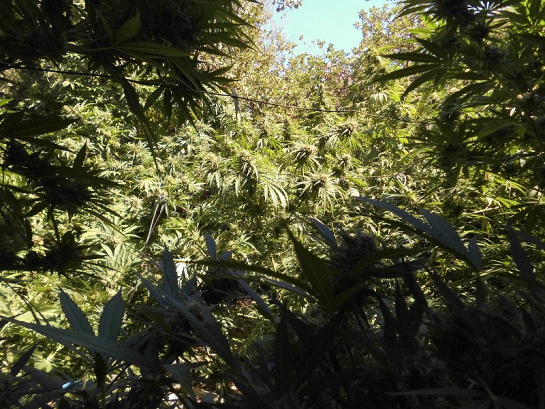 Η χασισοφυτεία στο Μυλοπόταμο