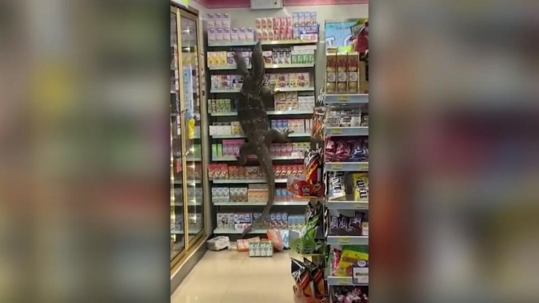 ΤΑΙΛΆΝΔΗ - ΣΑΥΡΑ