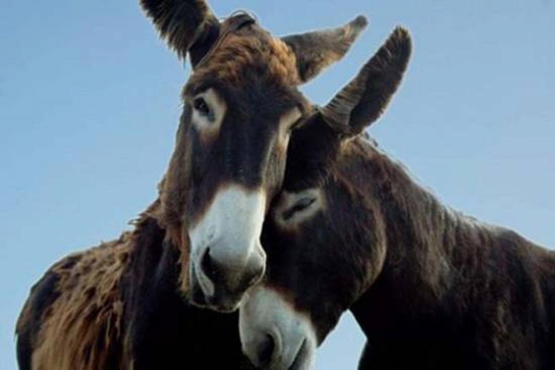 Το "χρυσό" γάλα... γαϊδούρας 