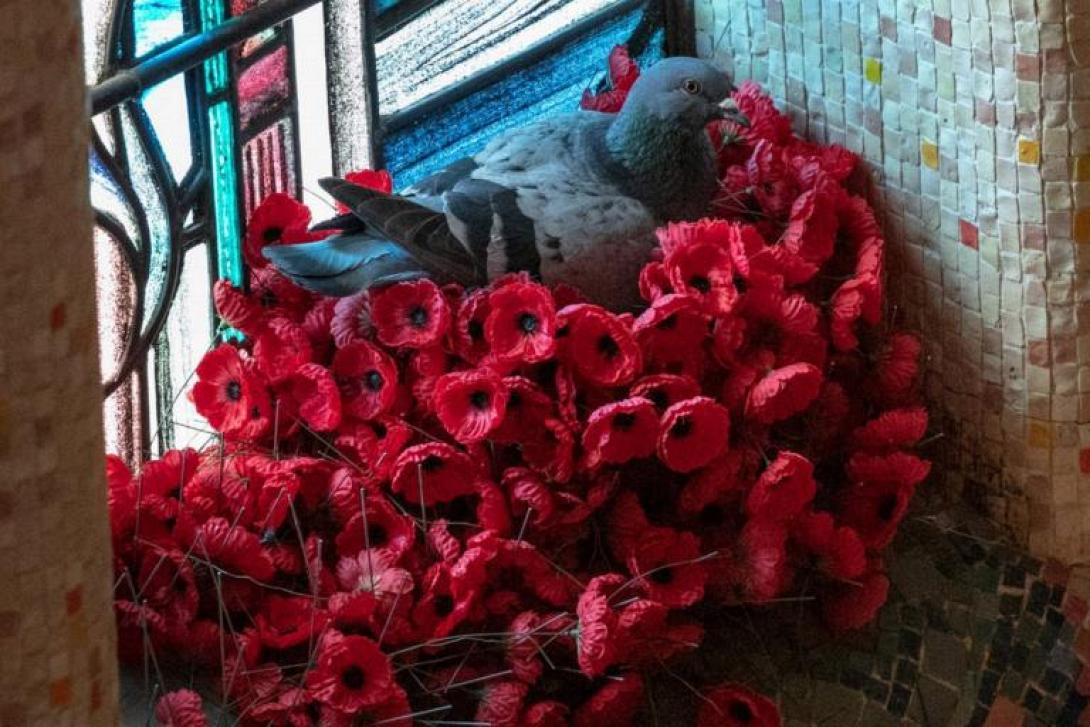 pigeon-poppies-768x512.jpg