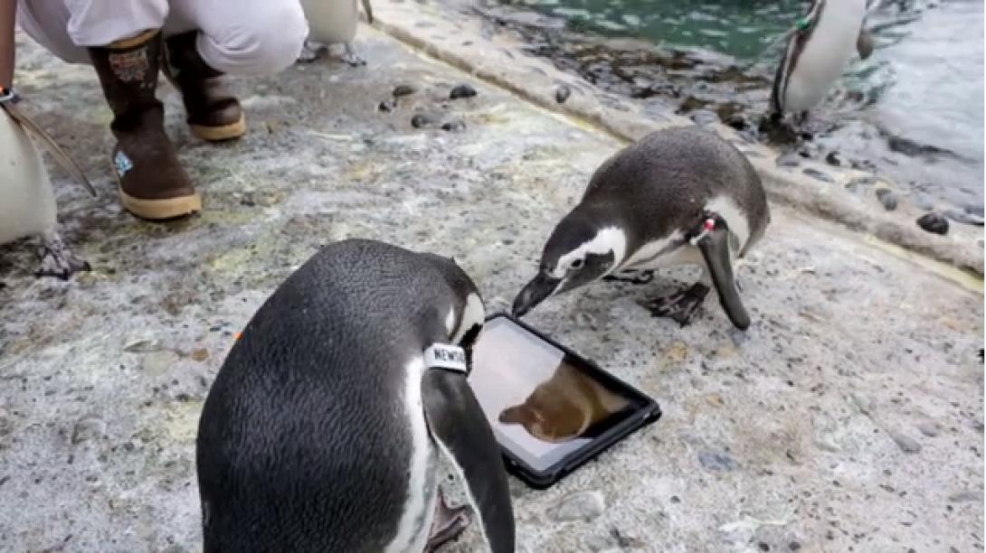 iPad για ... πιγκουίνους! (βίντεο)