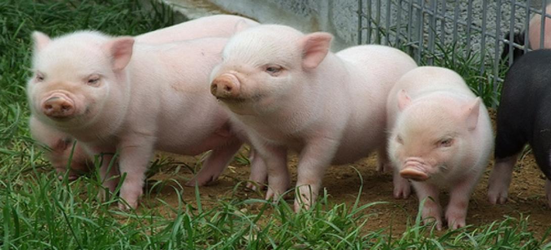 γουρουνάκια