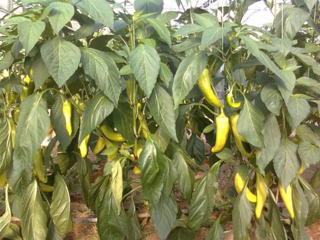 Θέματα που αφορούν στους αγρότες θα συζητήσει ο ενιαίος αγροτικός σύλλογος Ιεράπετρας