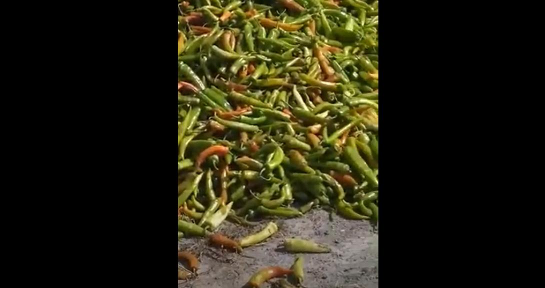 πιπεριές χωματερή