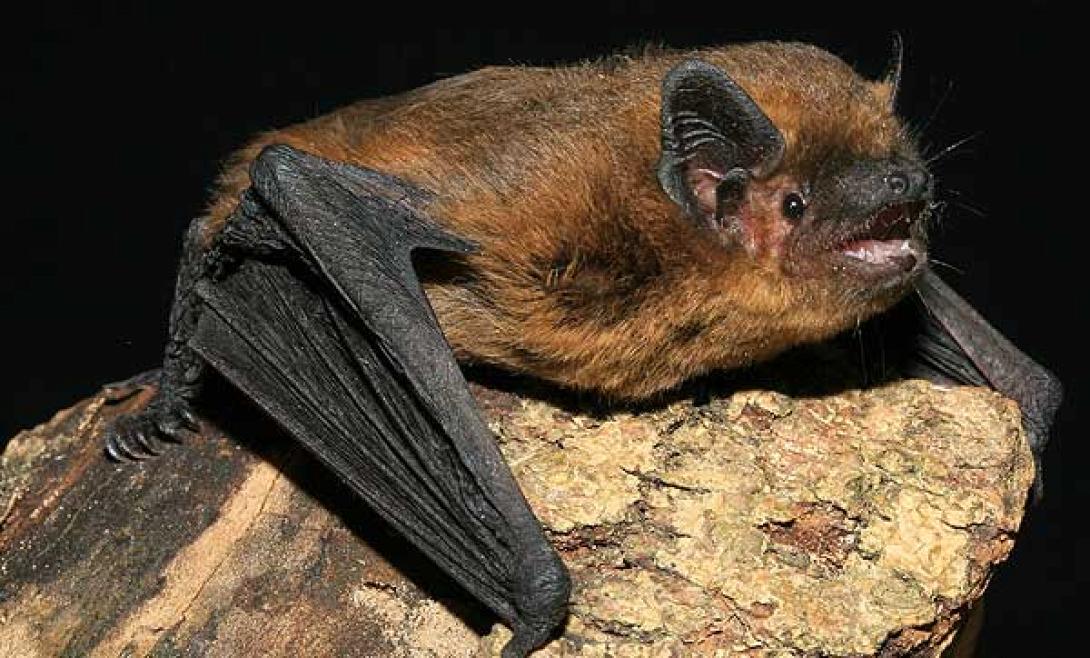 pipistrellus-pipistrellus.jpg
