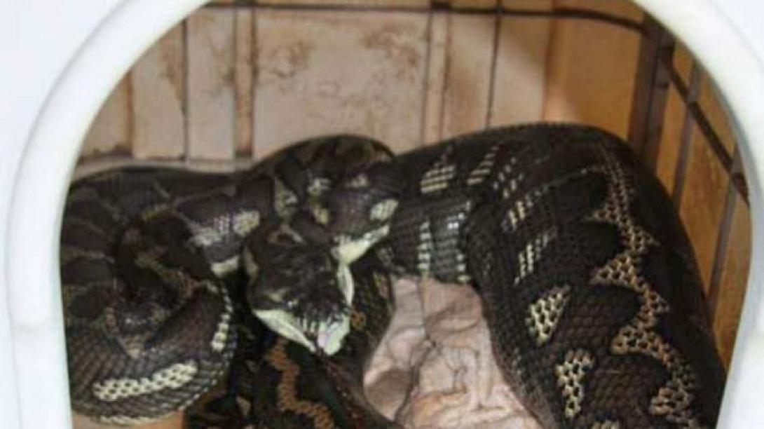 Τεράστιος πύθωνας καταβροχθίζει κατοικίδιο σκύλο (εικόνες)