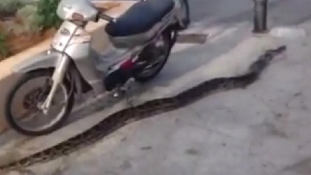 Μετά το Σήφη τον Κροκόδειλο και "το φιδάκι ο Διαμαντής" βολτάρει στο Ρέθυμνο (βίντεο)