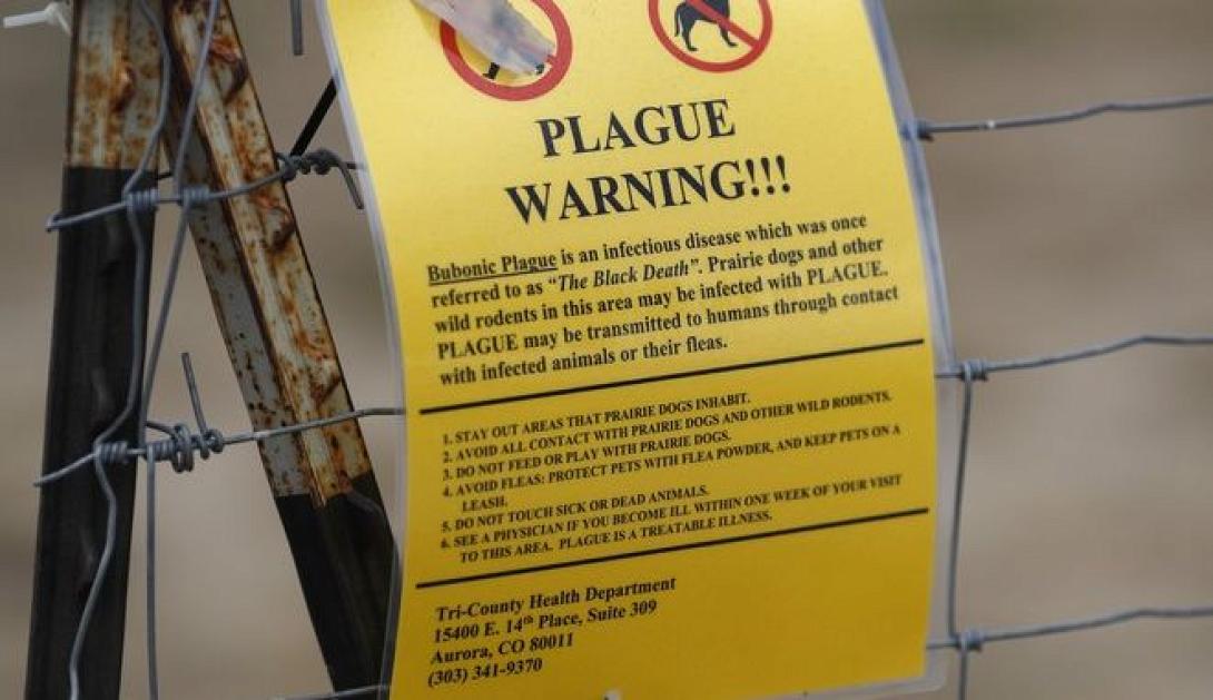 plague.jpg