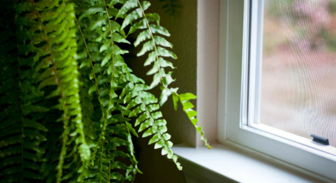 Φυτά που καθαρίζουν τον αέρα του σπιτιού μας