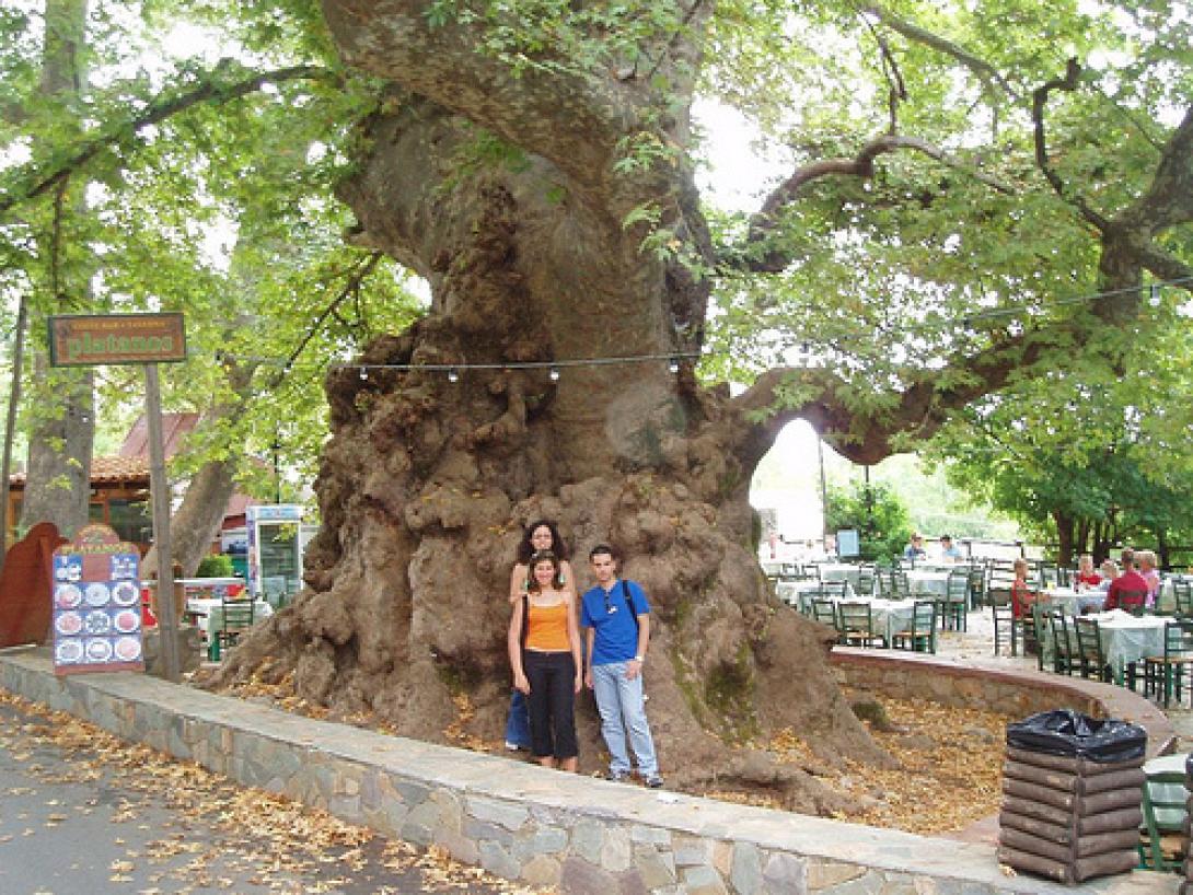 Ανάδειξη του αιωνόβιου πλάτανου στο Κράσι