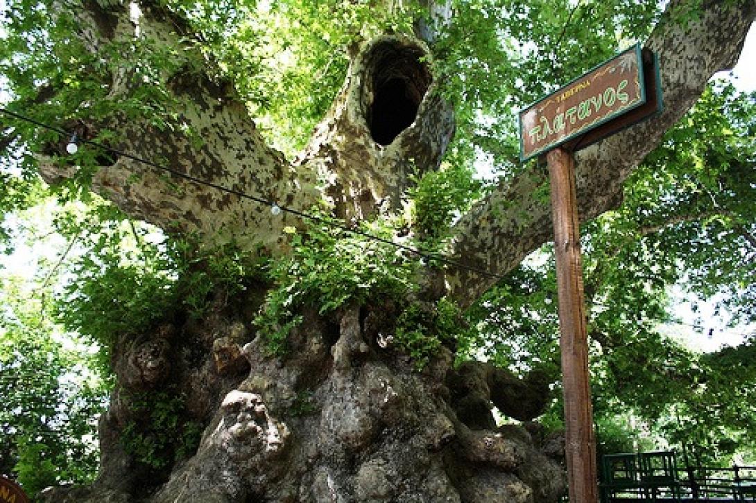 Υπογραφή σύμβασης για την εκτέλεση του έργου αναμόρφωσης πλατείας πλατάνου στο Κράσι 