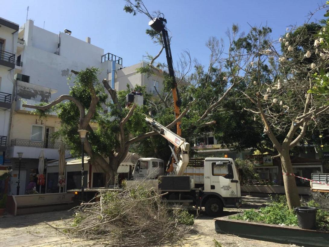 κλάδεμα Δασκαλογιάννη