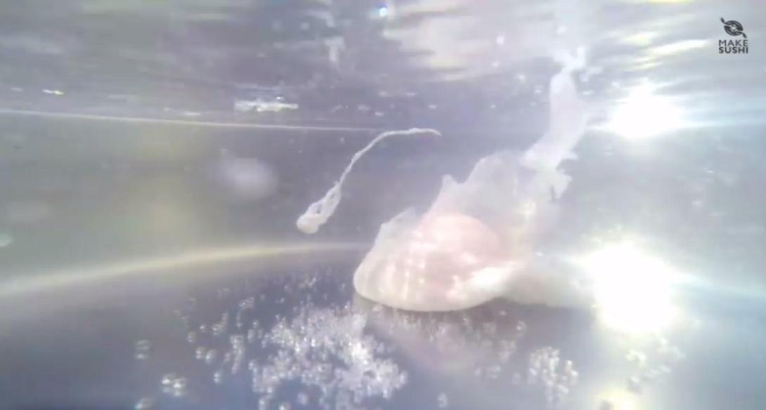 Υποβρύχια λήψη ενός... αυγού! (βίντεο) 